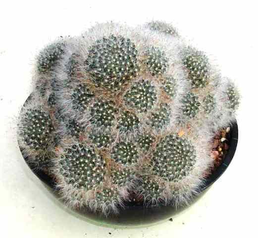 Mammillaria_bocasana_1